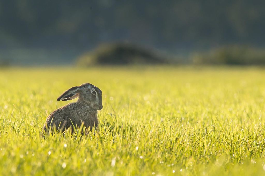 Hase unterschätztes Fleisch in der Küche