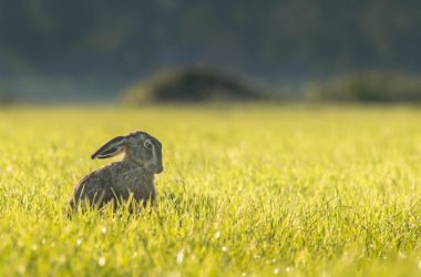 Hasenfleisch ist unterschätztes Wildfleisch in der Küche