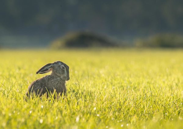 Hasenfleisch ist unterschätztes Wildfleisch in der Küche