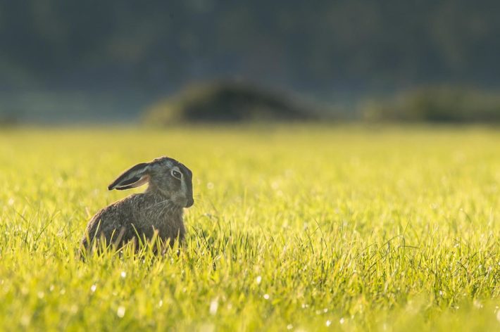 Hasenfleisch ist unterschätztes Wildfleisch in der Küche